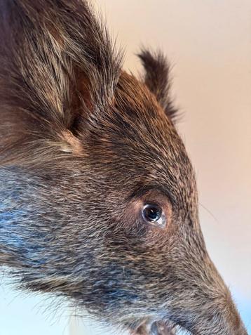 Taxidermie: everzijnkop beschikbaar voor biedingen