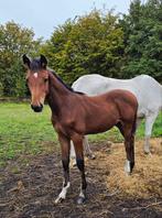 Ecclestone z x Clearway hengstenveulen, Dieren en Toebehoren, Paarden, Hengst, Onbeleerd, Springpaard