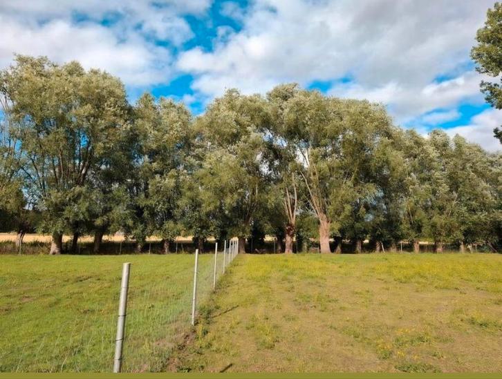 Wilgen te knotten - hout gratis mee te nemen, Diversen, Overige Diversen, Ophalen