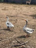 Ganzen koppel, Dieren en Toebehoren, Pluimvee