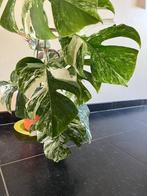 Grote monstera variegata > 1m, Huis en Inrichting, Ophalen
