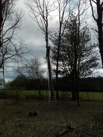 Bomen om te kappen gezocht., Enlèvement ou Envoi