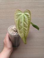 Anthurium crystallinum x pedatoradiatum, Ophalen of Verzenden