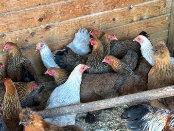 Brahma krielen patrijs en isabelpatrijs beschikbaar voor biedingen