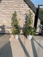 Toscaanse jasmijn - lekker geurend - bladhoudend, Jardin & Terrasse, Plantes | Arbustes & Haies, Enlèvement ou Envoi