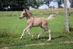 Super knap welsh a hengsten veulen, Dieren en Toebehoren, Pony's, Hengst, Ontwormd