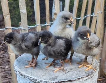 Kuikens groene blauwe eieren kippen kleurleggers groenlegger beschikbaar voor biedingen