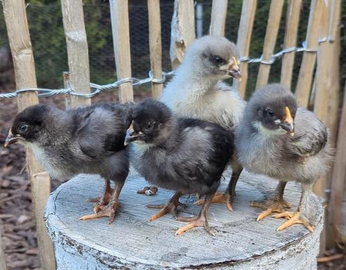 Kuikens groene blauwe eieren kippen kleurleggers groenlegger, Dieren en Toebehoren, Pluimvee, Kip
