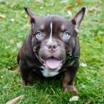 American Bully Pocket - chocolade teefje te koop, Dieren en Toebehoren, Honden | Chihuahua's en Gezelschapshonden, 15 weken tot 1 jaar
