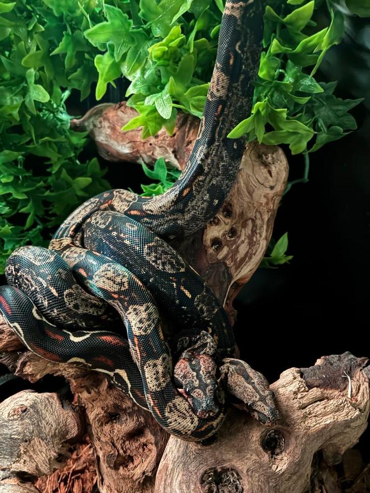2.1 boa img purple + zie beschrijving, Dieren en Toebehoren, Reptielen en Amfibieën, Slang, 0 tot 2 jaar, Met terrarium
