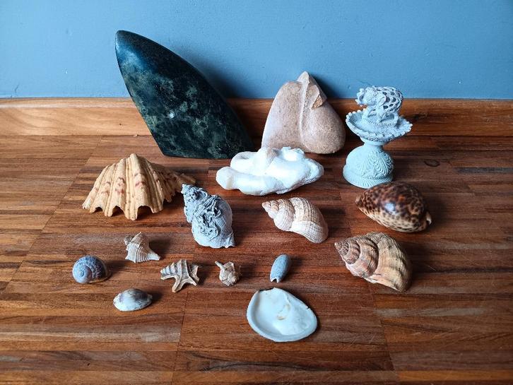 Lot gesteente en schelpen, Verzamelen, Mineralen en Fossielen, Schelp(en), Ophalen of Verzenden