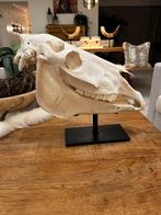 Taxidermie paarden schedel op ijzeren statief, Ophalen