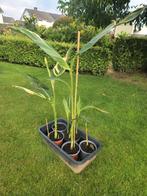 Canna Stuttgart 10 €(bak met 5 potten), Ophalen, Vaste plant, Halfschaduw