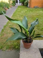 Aspidistra (groene kamerplant), Ophalen, Overige soorten, Halfschaduw, In pot