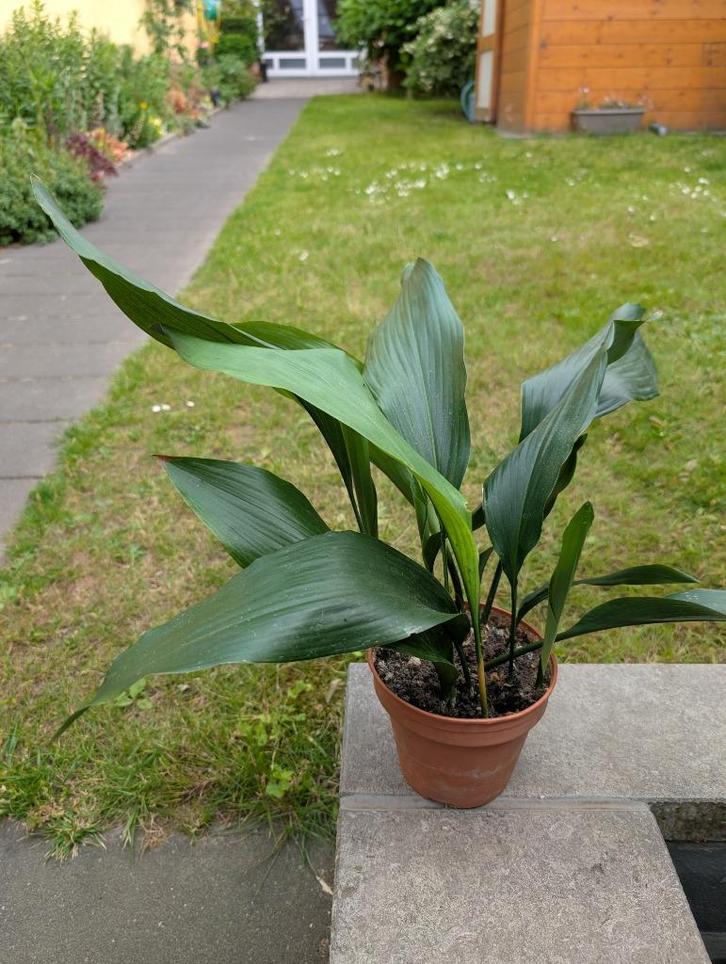 Aspidistra (groene kamerplant), Huis en Inrichting, Kamerplanten, Overige soorten, Minder dan 100 cm, Groene kamerplant, Halfschaduw