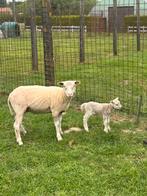 Mooie jaarling ooi swifter met ram lam, Dieren en Toebehoren, Schapen, Geiten en Varkens, Vrouwelijk, Schaap, 0 tot 2 jaar