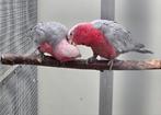 Rosé kaketoes, Dieren en Toebehoren, Vogels | Parkieten en Papegaaien