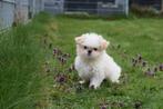 Shih-tzu pups blond kleurig, Overige rassen, 8 tot 15 weken, Buitenland, CDV (hondenziekte)