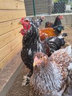 Brahma porselein (Groothoender), Dieren en Toebehoren, Meerdere dieren, Kip