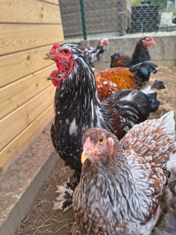 Brahma porselein (Groothoender) beschikbaar voor biedingen