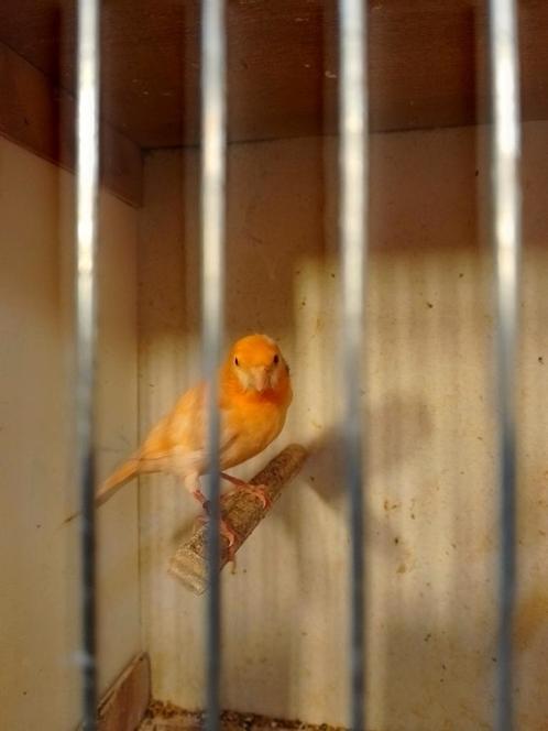 DIFFÉRENTES COULEURS DE JEUNES CANARIS DE COULEUR SIFFLANTE, Animaux & Accessoires, Oiseaux | Canaris, Canari chanteur, Plusieurs animaux