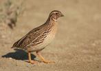 Europese kwartels, Dieren en Toebehoren, Meerdere dieren, Wildzangvogel, Geringd