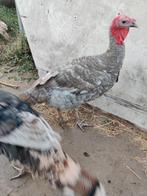 2 Kalkoen hanen 2025, Dieren en Toebehoren, Pluimvee, Mannelijk, Kalkoen