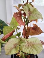 Syngonium, Huis en Inrichting, Kamerplanten, Ophalen