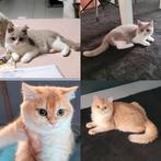 Britse korthaar kittens, Dieren en Toebehoren, Meerdere dieren, Gechipt, 0 tot 2 jaar