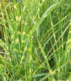 Siergras, Zebrariet.€3 't stuk. Zelf stukken uit doen., Ophalen