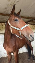 Draversruin 3 jaar, Animaux & Accessoires, Chevaux, Hongre, Débourré, Avec pedigree, 3 à 6 ans