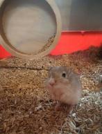 Gerbil, Dieren en Toebehoren, September, Mannelijk, Hamster