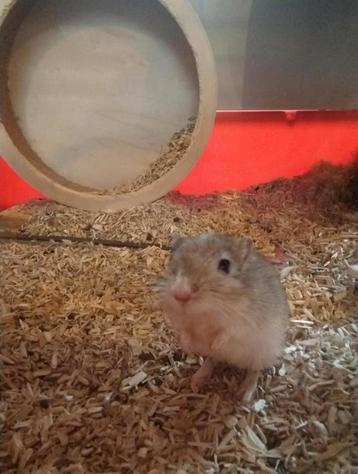 Gerbil beschikbaar voor biedingen