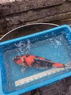 Meetbak koi 30 euro tel 0484508252, Dieren en Toebehoren