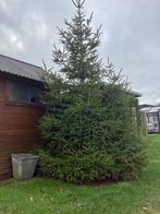 Kerstboom, Diversen, Kerst, Ophalen, Nieuw