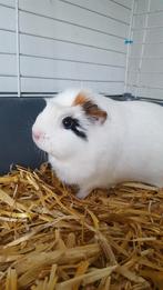 2 vrouwelijke cavia’s zoeken een warme thuis, Dieren en Toebehoren, Knaagdieren, November, Vrouwelijk, Cavia