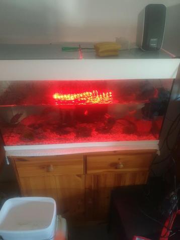 Magnifique aquarium avec éclairage LED coloré à vendre ! 