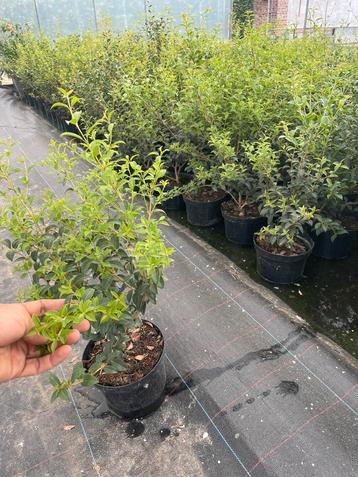 Osmanthus burkwoodii groenblijvende vaste plant beschikbaar voor biedingen
