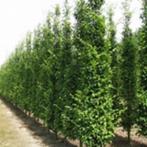 CARPINUS HAAGBEUK CHARME COMMUN 200CM POT, Ophalen