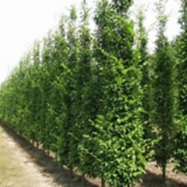 CARPINUS HAAGBEUK CHARME COMMUN 200CM POT, Tuin en Terras, Planten | Tuinplanten, Ophalen