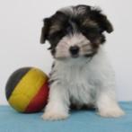 Biewer Yorkshire (reutjes) Belgische pups te koop, Dieren en Toebehoren, Honden | Jack Russells en Terriërs, Yorkshire Terriër