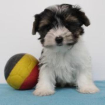 Biewer Yorkshire (reutjes) Belgische pups te koop beschikbaar voor biedingen