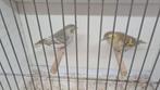 Sijs, Dieren en Toebehoren, Vogels | Kanaries