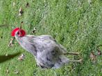 Araucana coq, Dieren en Toebehoren, Pluimvee