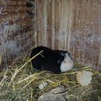 Cavia beer teddy, Dieren en Toebehoren, Knaagdieren, Januari, Cavia