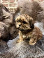 lhasa apso pupjes, België, Overige rassen, CDV (hondenziekte), 8 tot 15 weken