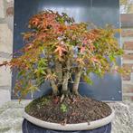 Acer Bonsai Klompstijl, Ophalen, Lente