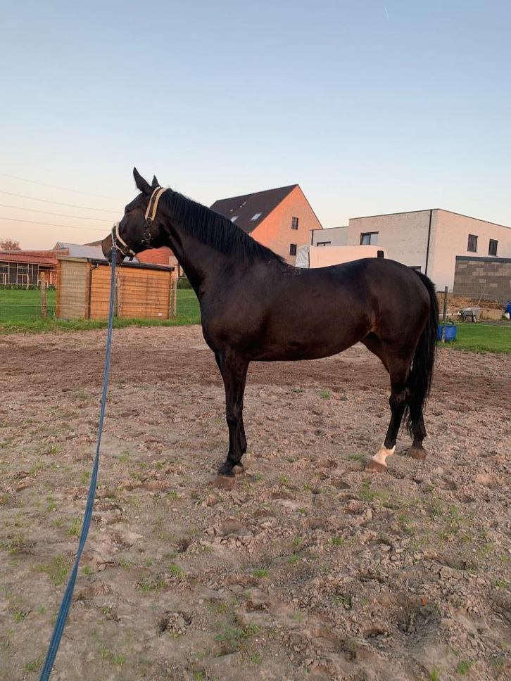 Paard, Dieren en Toebehoren, Paarden, Merrie, 165 tot 170 cm, 7 tot 10 jaar, Springpaard, Met stamboom, Gechipt, Ontwormd, Ingeënt