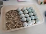 100% celadon kwartel broedeieren, Dieren en Toebehoren, Pluimvee | Toebehoren, Ophalen of Verzenden, Zo goed als nieuw