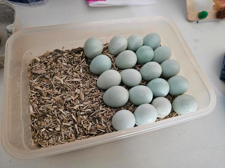 100% celadon kwartel broedeieren, Dieren en Toebehoren, Pluimvee | Toebehoren, Zo goed als nieuw, Ophalen of Verzenden